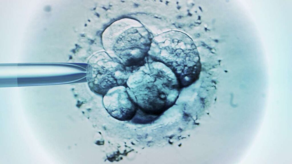 Ανθρώπινα έμβρυα από βλαστοκύτταρα
